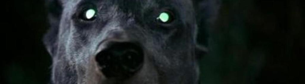 Dracula’s Dog (1978) aka Zoltan, Hound of&nbsp;Dracula