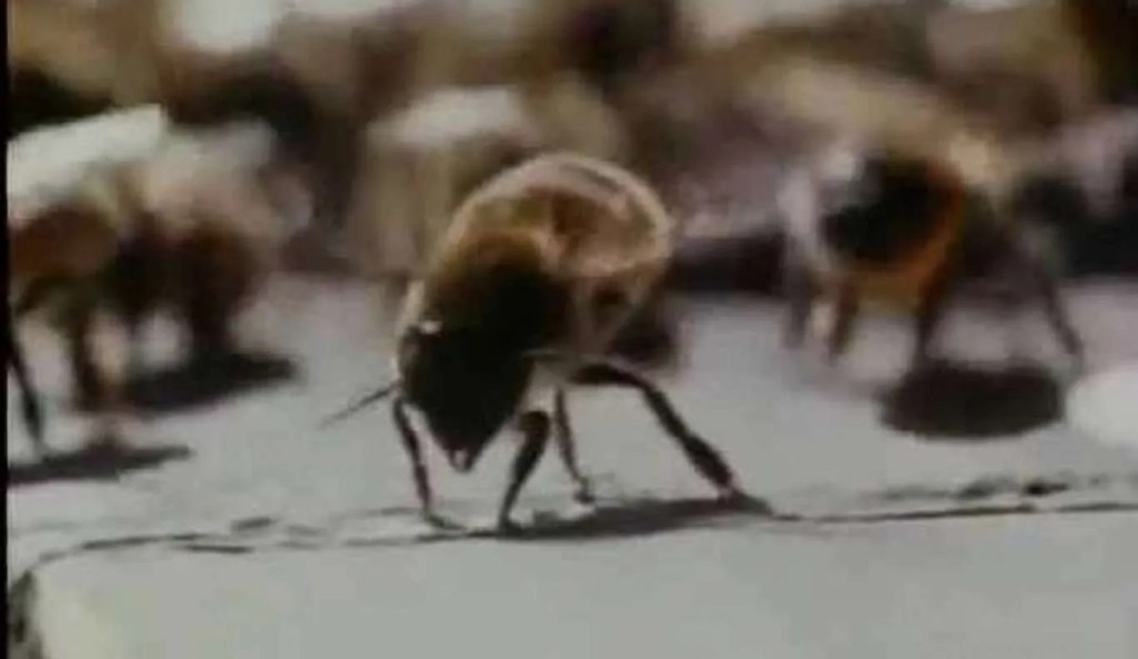 Terror Out of the Sky (1978)